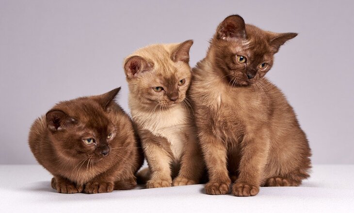 foto de rede de proteção de animais domésticos