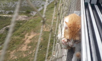 tela de proteção para gato